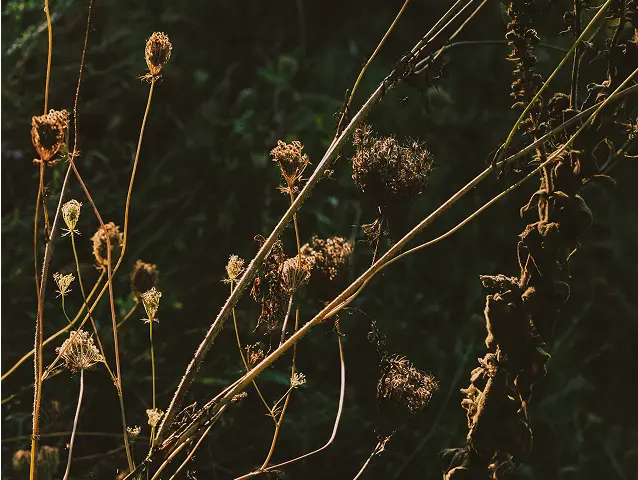 Grasses in the park