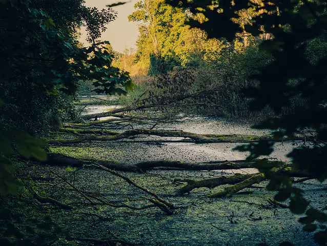 Overgrown pond